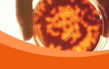 Close up image of orange substance in petri dish being held by hand
