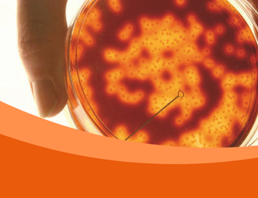 Close up image of orange substance in petri dish being held by hand